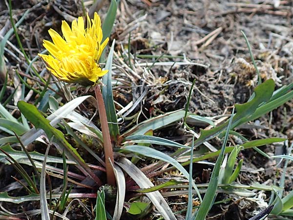 Taraxacum turfosum \ Torfmoos-Lwenzahn / Peat Dandelion, D Garmisch-Partenkirchen 2.5.2019