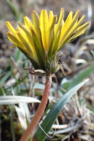 Taraxacum turfosum \ Torfmoos-Lwenzahn / Peat Dandelion, D Garmisch-Partenkirchen 2.5.2019