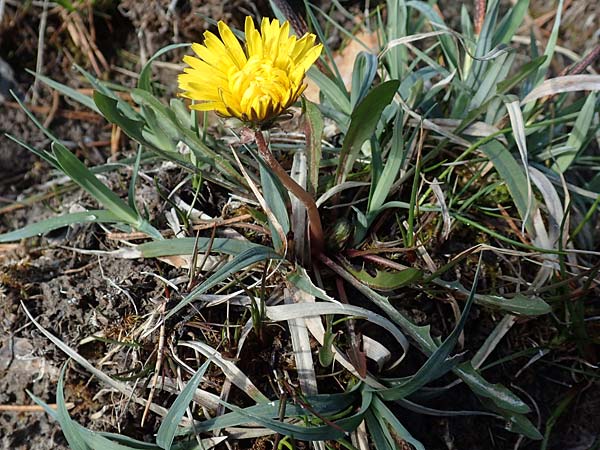 Taraxacum turfosum \ Torfmoos-Lwenzahn / Peat Dandelion, D Garmisch-Partenkirchen 2.5.2019