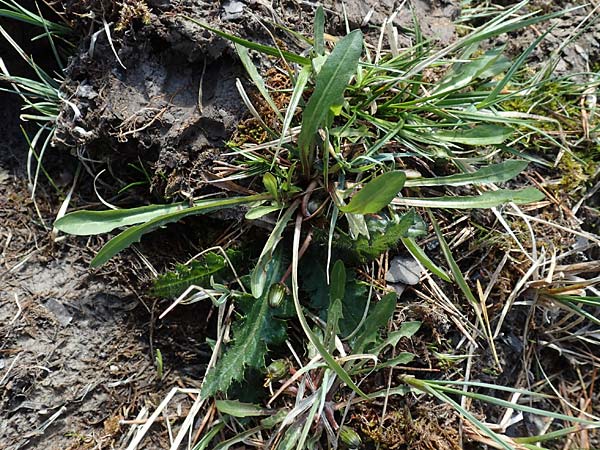 Taraxacum sect. Palustria ? \ Sumpf-Lwenzahn, D Garmisch-Partenkirchen 2.5.2019