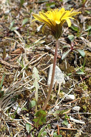 Taraxacum pauckertianum \ Pauckerts Lwenzahn / Pauckert's Dandelion, D Lenggries 2.5.2019