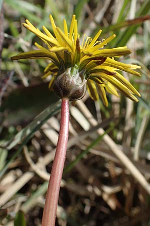 Taraxacum pauckertianum \ Pauckerts Lwenzahn / Pauckert's Dandelion, D Kehl 17.4.2021