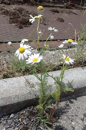 Tripleurospermum inodorum, Geruchlose Kamille