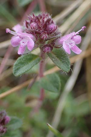Thymus pulegioides subsp. carniolicus \ Krainer Thymian, Krain-Arznei-Quendel / Krain Thyme, D Sachsen-Anhalt, Könnern 11.6.2022