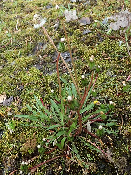 Taraxacum pollichii \ Pollichs Lwenzahn / Pollich's Dandelion, D  8.4.2024