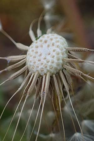 Taraxacum pollichii \ Pollichs Lwenzahn / Pollich's Dandelion, D  8.4.2024