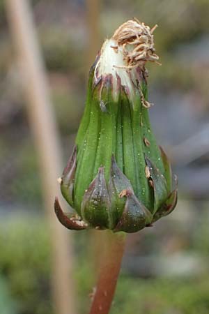 Taraxacum pollichii \ Pollichs Lwenzahn / Pollich's Dandelion, D  8.4.2024