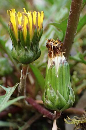 Taraxacum pollichii \ Pollichs Lwenzahn / Pollich's Dandelion, D  8.4.2024