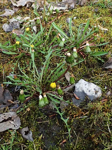 Taraxacum pollichii \ Pollichs Lwenzahn / Pollich's Dandelion, D  8.4.2024