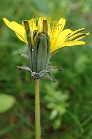 Taraxacum tortilobum \ Gedrehtlappiger Lwenzahn / Twisted-Lobed Dandelion, D Hockenheim 8.4.2024