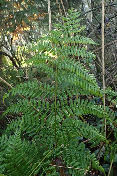 Dryopteris dilatata \ Breitblttriger Dornfarn, Groer Dornfarn / Broad Buckler Fern, D Isny 31.10.2025