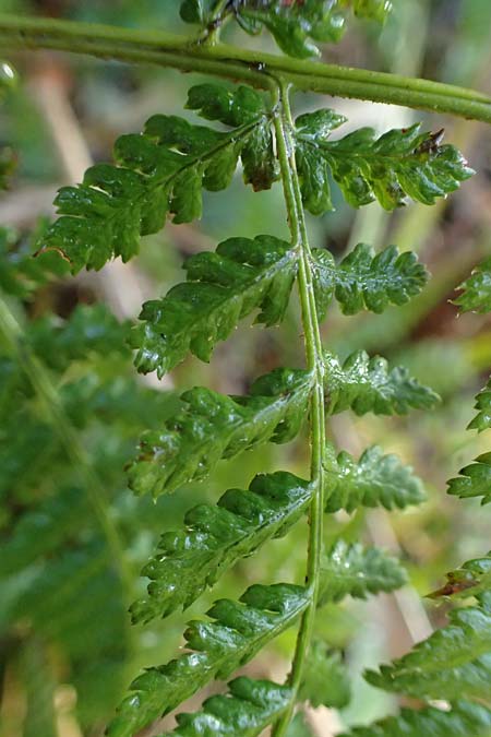 Dryopteris dilatata \ Breitblttriger Dornfarn, Groer Dornfarn / Broad Buckler Fern, D Isny 31.10.2025