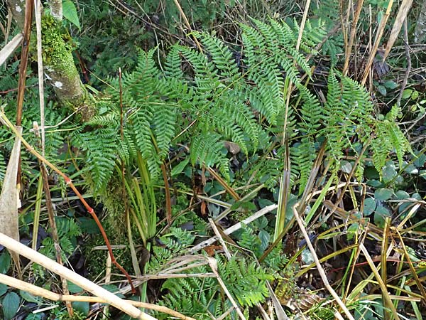 Dryopteris dilatata \ Breitblttriger Dornfarn, Groer Dornfarn / Broad Buckler Fern, D Isny 31.10.2025
