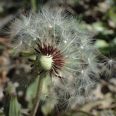 Taraxacum pseudoproximum ? \ Falscher Benachbarter L�wenzahn / False Adjacent Dandelion, D Lampertheim 28.4.2026