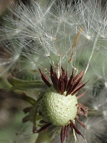 Taraxacum pseudoproximum ? \ Falscher Benachbarter L�wenzahn / False Adjacent Dandelion, D Lampertheim 28.4.2026
