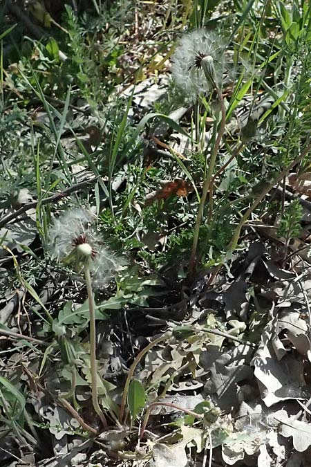 Taraxacum pseudoproximum ? \ Falscher Benachbarter L�wenzahn / False Adjacent Dandelion, D Lampertheim 28.4.2026