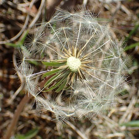 Taraxacum multilepis \ Reichschuppiger Sumpf-Lwenzahn / Many-Scaled Marsh Dandelion, D Konstanz 24.4.2018