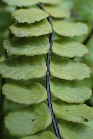 Asplenium trichomanes subsp. quadrivalens \ Tetraploider Brauner Streifenfarn, Gew�hnlicher Brauner Streifenfarn / Tetraploid Spleenwort, D Heidelberg 29.8.2026