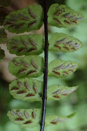 Asplenium trichomanes subsp. quadrivalens \ Tetraploider Brauner Streifenfarn, Gew�hnlicher Brauner Streifenfarn / Tetraploid Spleenwort, D Heidelberg 29.8.2026