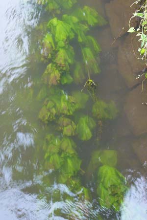 Nuphar lutea \ Teichrose, Groe Mummel / Yellow Water Lily, D Grevenbroich 5.9.2021