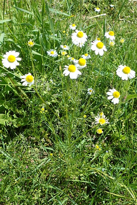Tripleurospermum inodorum \ Geruchlose Kamille / Scentless Mayweed, D Tiefenbronn-Mühlhausen 12.6.2021