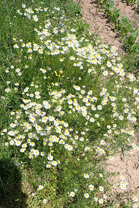 Tripleurospermum inodorum \ Geruchlose Kamille / Scentless Mayweed, D Tiefenbronn-Mühlhausen 12.6.2021