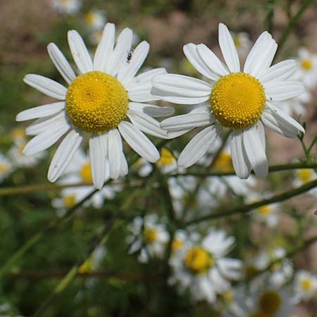 Tripleurospermum inodorum \ Geruchlose Kamille / Scentless Mayweed, D Tiefenbronn-Mühlhausen 12.6.2021