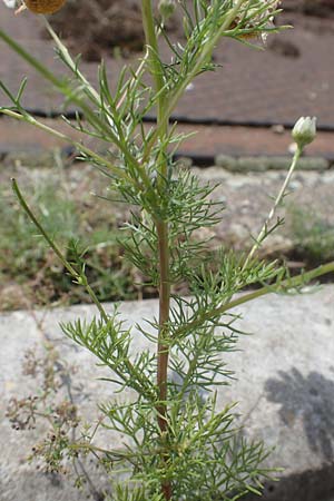 Tripleurospermum inodorum \ Geruchlose Kamille / Scentless Mayweed, D Mannheim 10.7.2021