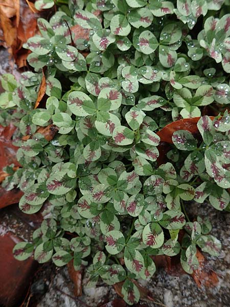 Trifolium repens \ Wei-Klee, Weiklee / White Clover, D Eutin 15.9.2021
