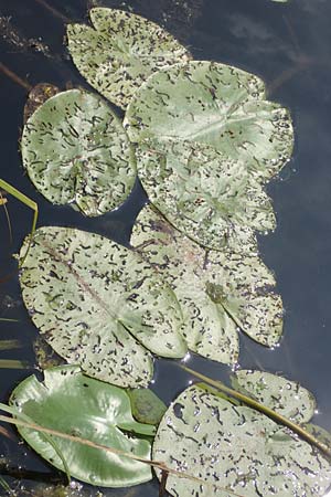 Nuphar lutea \ Teichrose, Groe Mummel / Yellow Water Lily, D Karlsruhe Fritschlach 23.7.2022