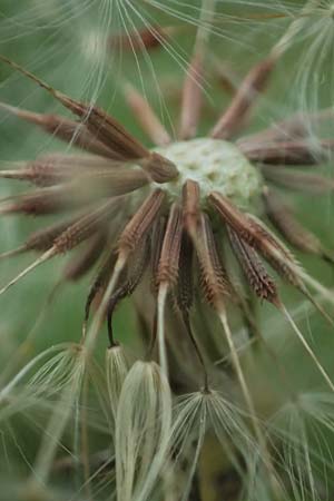 Taraxacum rubicundum \ Gerteter Lwenzahn / Reddened Dandelion, D Annweiler 9.5.2024