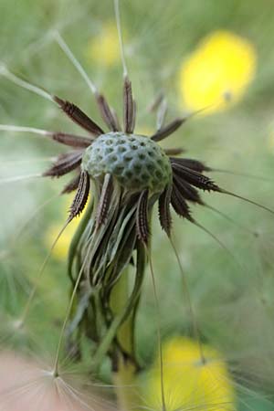 Taraxacum rubicundum \ Gerteter Lwenzahn / Reddened Dandelion, D Annweiler 9.5.2024