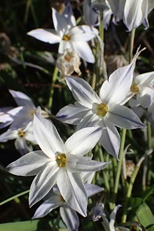 Tristagma sessile \ Stngelloser Frhlingsstern / Spring Star Flower, D Bochum 12.4.2025