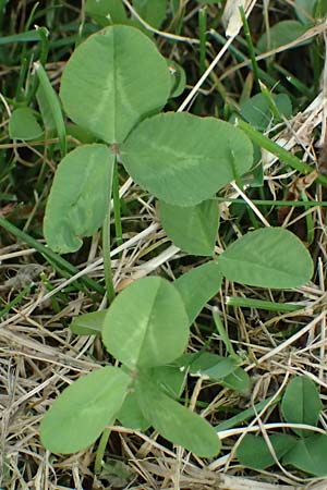Trifolium repens \ Wei-Klee, Weiklee / White Clover, D Bad Camberg 4.5.2025