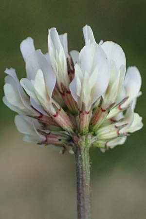 Trifolium repens \ Wei-Klee, Weiklee / White Clover, D Bad Camberg 4.5.2025