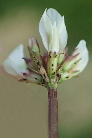 Trifolium repens \ Wei-Klee, Weiklee / White Clover, D Bad Camberg 4.5.2025