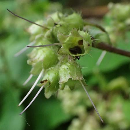 Trachystemon orientalis \ Blaubl�tiger Rauling / Oriental Borage, Abraham-Isaac-Jacob, D Weinheim an der Bergstra&szlig;e, Botan. Gar.  Hermannshof 29.5.2025