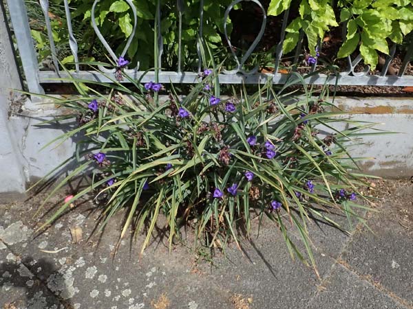 Tradescantia virginiana \ Virginia-Dreimasterblume / Virginia Spiderwort, D Mannheim 5.6.2026