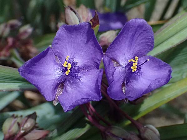 Tradescantia virginiana \ Virginia-Dreimasterblume / Virginia Spiderwort, D Mannheim 5.6.2026