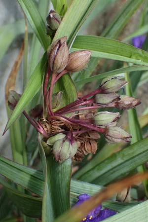 Tradescantia virginiana \ Virginia-Dreimasterblume / Virginia Spiderwort, D Mannheim 5.6.2026