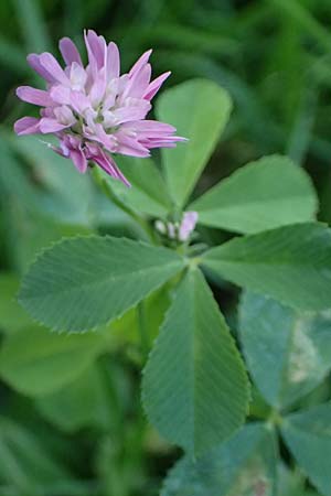 Trifolium resupinatum \ Persischer Wende-Klee / Reversed Clover, D Mannheim 2.10.2026