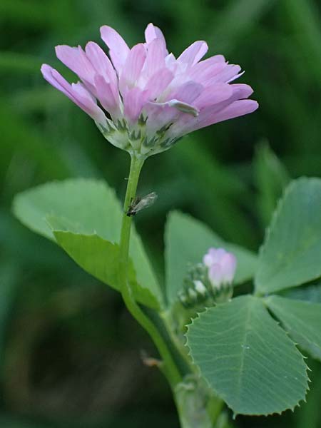 Trifolium resupinatum \ Persischer Wende-Klee / Reversed Clover, D Mannheim 2.10.2026