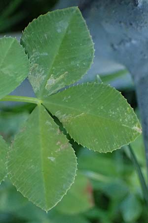 Trifolium resupinatum \ Persischer Wende-Klee / Reversed Clover, D Mannheim 2.10.2026