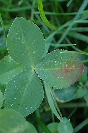 Trifolium resupinatum \ Persischer Wende-Klee / Reversed Clover, D Mannheim 2.10.2026