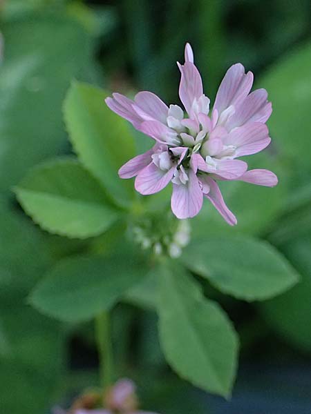 Trifolium resupinatum \ Persischer Wende-Klee / Reversed Clover, D Mannheim 2.10.2026