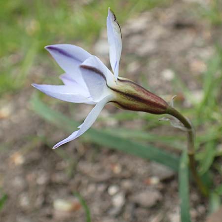 Tristagma sessile \ Stngelloser Frhlingsstern / Spring Star Flower, D Frankfurt-Bockenh 8.4.2017