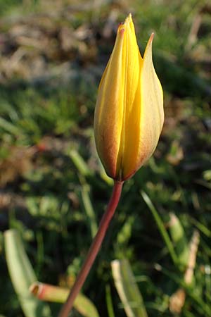 Tulipa sylvestris subsp. sylvestris \ Wild-Tulpe / Wild Tulip, D Rheinhessen, Gau-Odernheim 20.4.2021