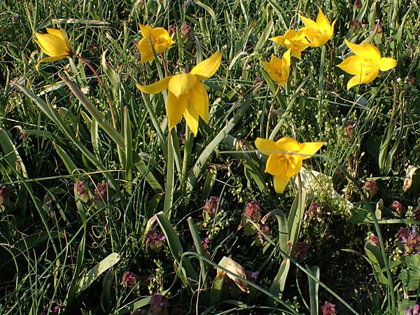 Tulipa sylvestris subsp. sylvestris \ Wild-Tulpe / Wild Tulip, D Rheinhessen, Gau-Odernheim 20.4.2021