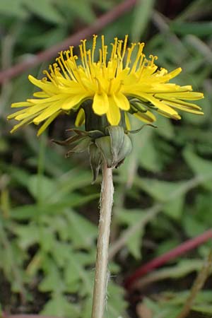 Taraxacum scanicum \ Schonen-Lwenzahn / Scania Dandelion, D Mannheim-Rheinau 31.3.2024