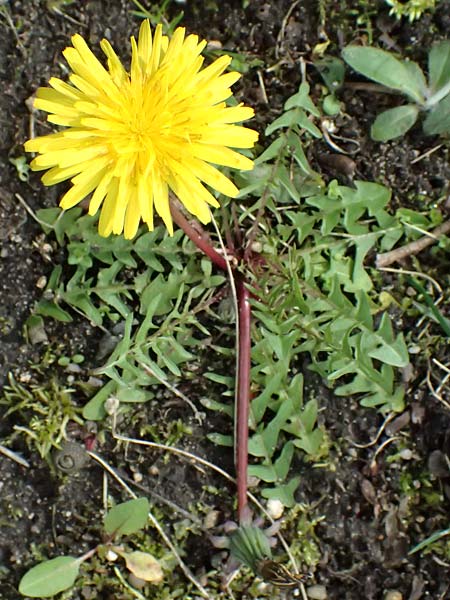 Taraxacum lacistophyllum \ Geschlitztblttriger Lwenzahn, D Karlsruhe 5.4.2024